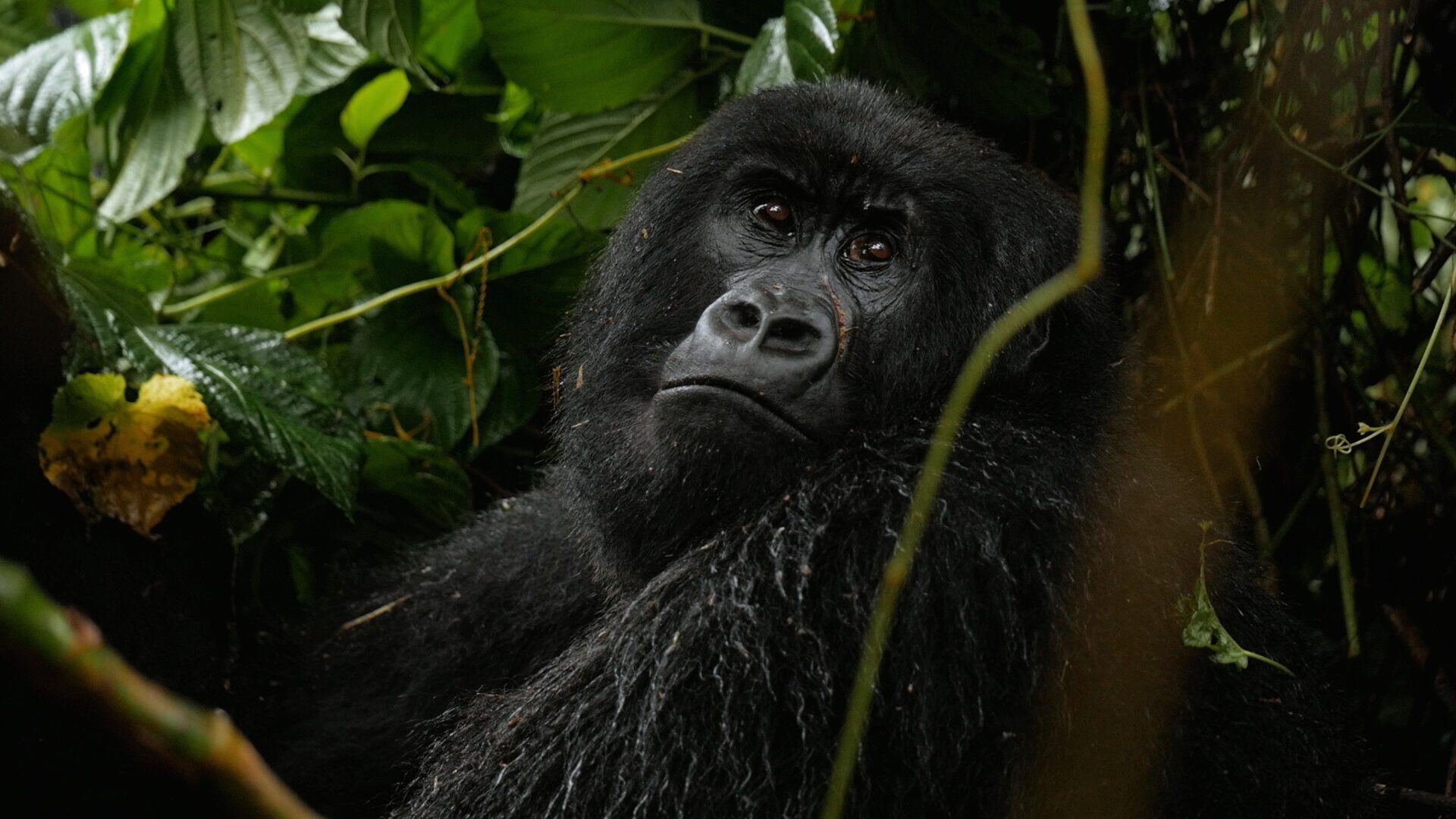 Still 08 de Mzungu, Operación Congo, corrección de color por Pepe Alarcón colorista para Mediaset